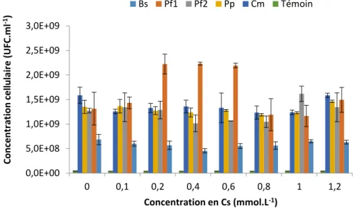 Figure 6 : Concentration cellulaire de Bs : Basilus subtilus ; Pf1 : Pseudomonas fluorescens ATCC  17400 ;  Pf2 :  Pseudomonas  fluorescens ;  Pp :  Pseudomonas  putidas ;  Cm :  Cupriavidus  metallidurans  après  24  heures  de  culture  en  milieu  compl
