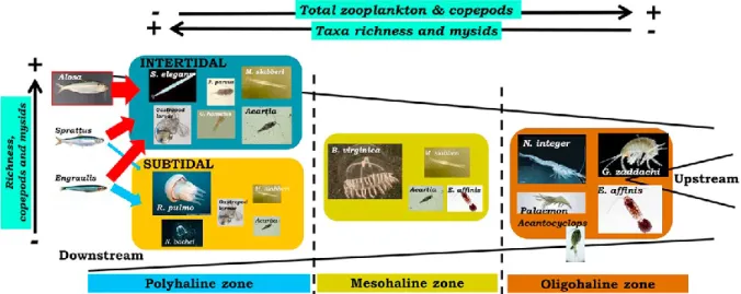 Figure 16 : Structure de la communauté zooplanctonique en été dans l'estuaire de la Gironde : implications  pour les poissons zooplanctonivores (David et al., 2016)