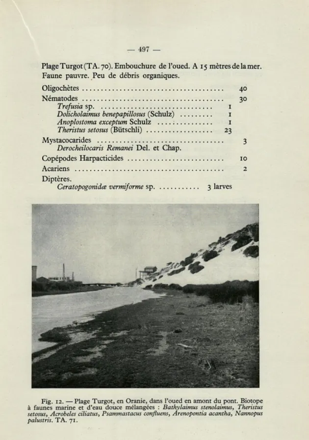 Fig.  12.  — Plage  Turgot,  en  Oranie,  dans  l'oued  en amont  du  pont.  Biotope  à  faunes  marine  et  d'eau  douce  mélangées  :  Bathylaimus  stenolaimus,  Theristus  setosus,  Acrobeles  ciliatus,  Psammastacus  confluens,  Arenopontia  acantha,  