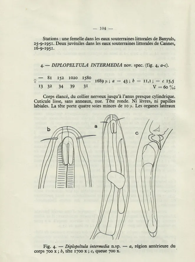 Fig.  4.  —  Diplopeltula  intermedia  n.sp.  —  a,  région  antérieure  du  corps  700  x  ;  b,  tête  1700  x  ;  c,  queue  700  x