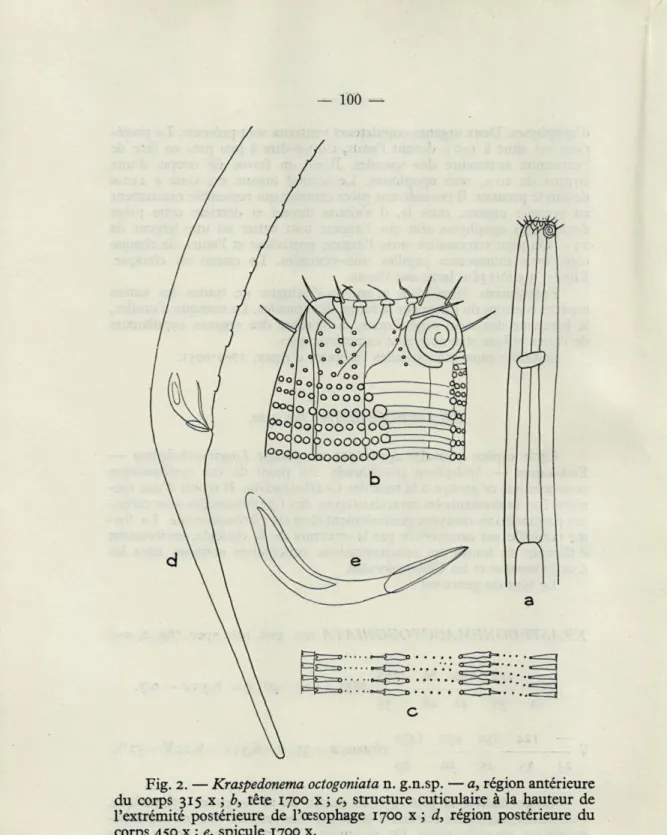 Fig.  2.   —  Kraspedonema octogoniata n. g.n.sp.  — a, région antérieure  du  corps  315  x  ;  b,  tête  1700  x  ;  c,  structure  cuticulaire  à  la  hauteur  de  l'extrémité  postérieure  de  l'œsophage  1700  x  ;  d,  région  postérieure  du  corps 
