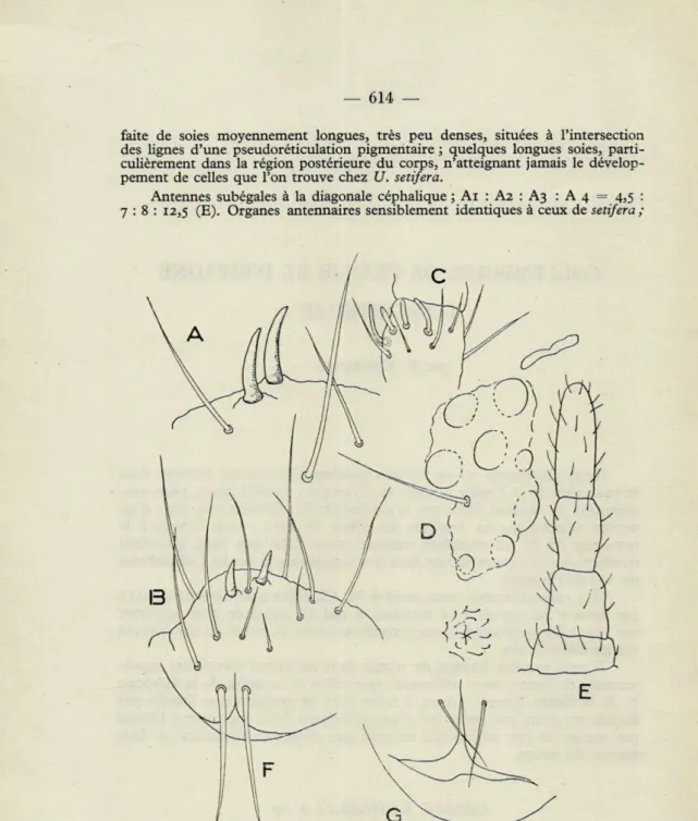Fig.  1.  —  Uzelia  kuhnelti  n.  sp.  :  A,  épines  anales.  B,  extrémité  postérieure  du  corps  et  épines  anales