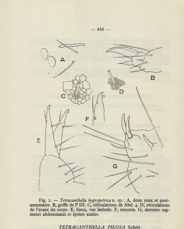 Fig.  2.   —   Tetracanthella  hygropetrica n.  sp.  :  A,  deux  yeux  et  post- post-antennaire