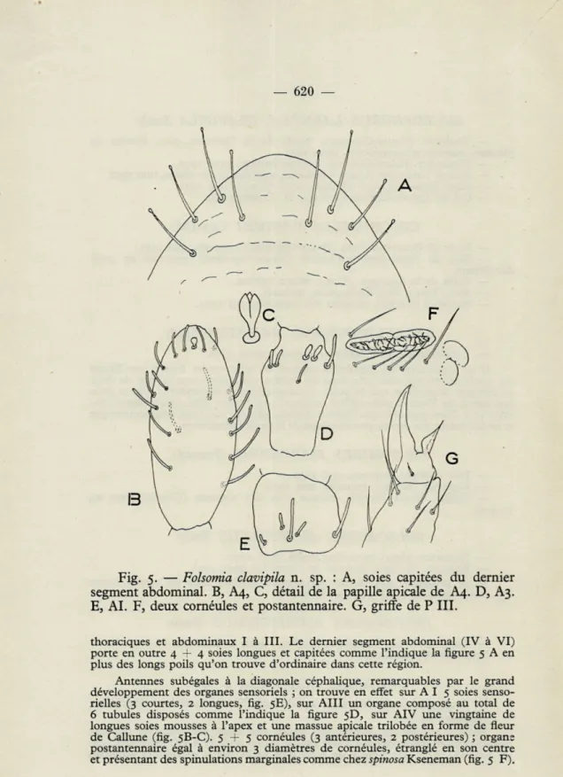 Fig.  5.   —   Folsomia  clavipila  n.  sp.  :  A,  soies  capitées  du  dernier  segment  abdominal