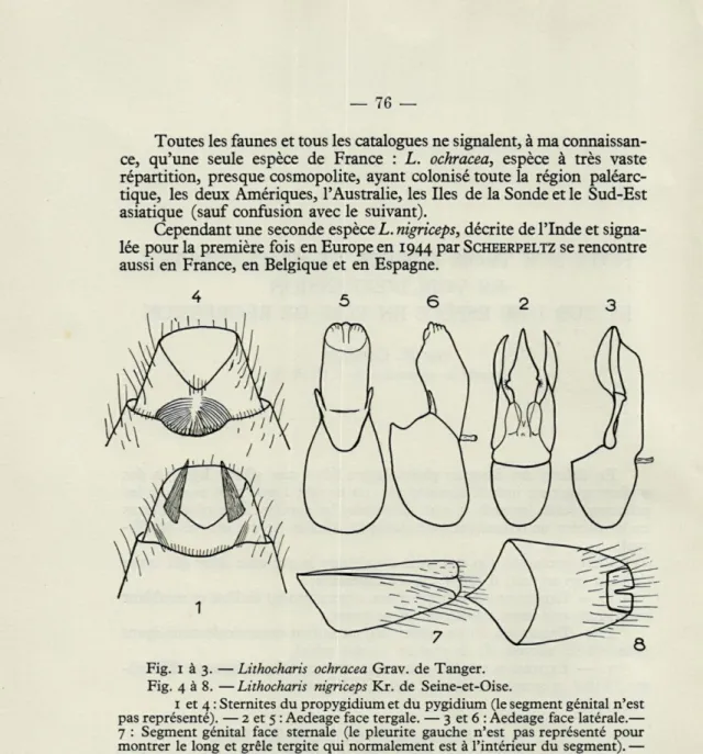 Fig.   1   à  3.  — Lithocharis  ochracea  Grav.  de  Tanger. 