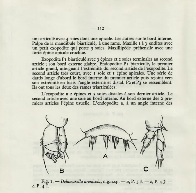 Fig.  I. — Delamarella arenicola, n.g.n.sp.  — a, P.  5  Ç.  — b, P.  4 c?.  —  