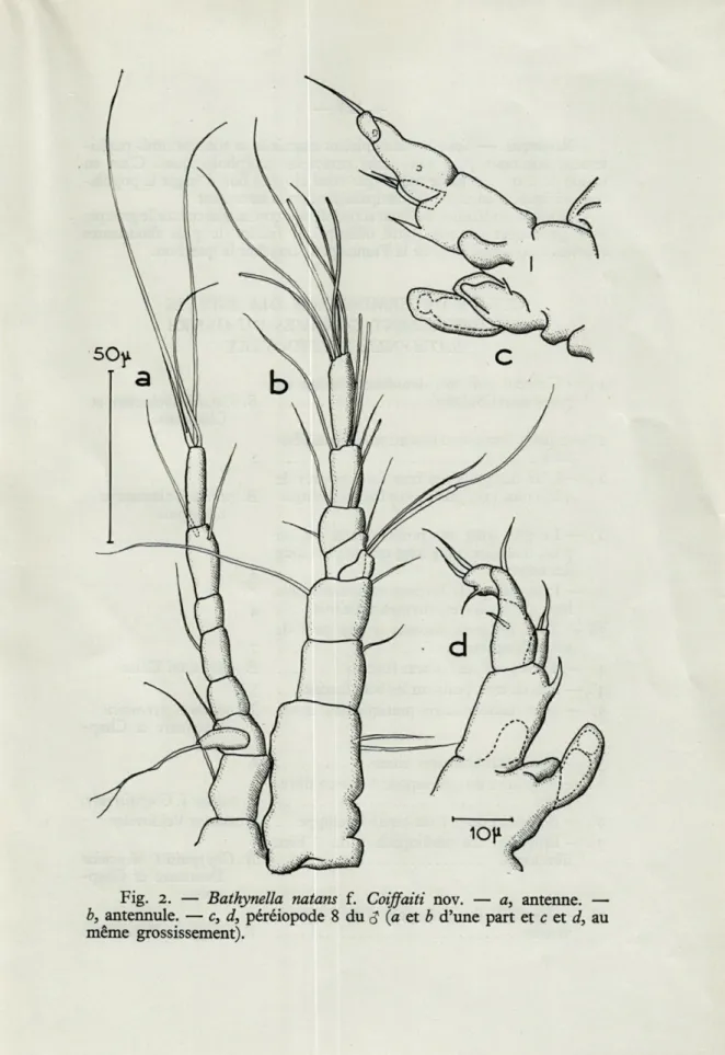 Fig.  2.   —   Bathynella  natans  f.  Coiffaiti  nov.  —  a,  antenne.  —  b,  antennule