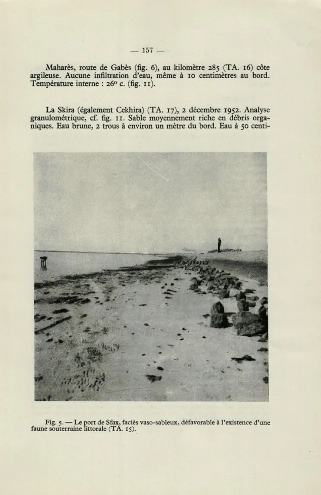 Fig.  5.  — Le port de Sfax, faciès vaso-sableux, défavorable à l'existence d'une  faune souterraine littorale (TA