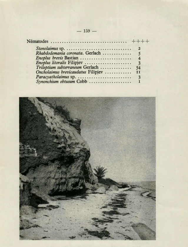 Fig.  7.  —  La  Skira,  falaise  de  limon  gypseux  avec  plage  de  sable  fin  au  pied  (TA