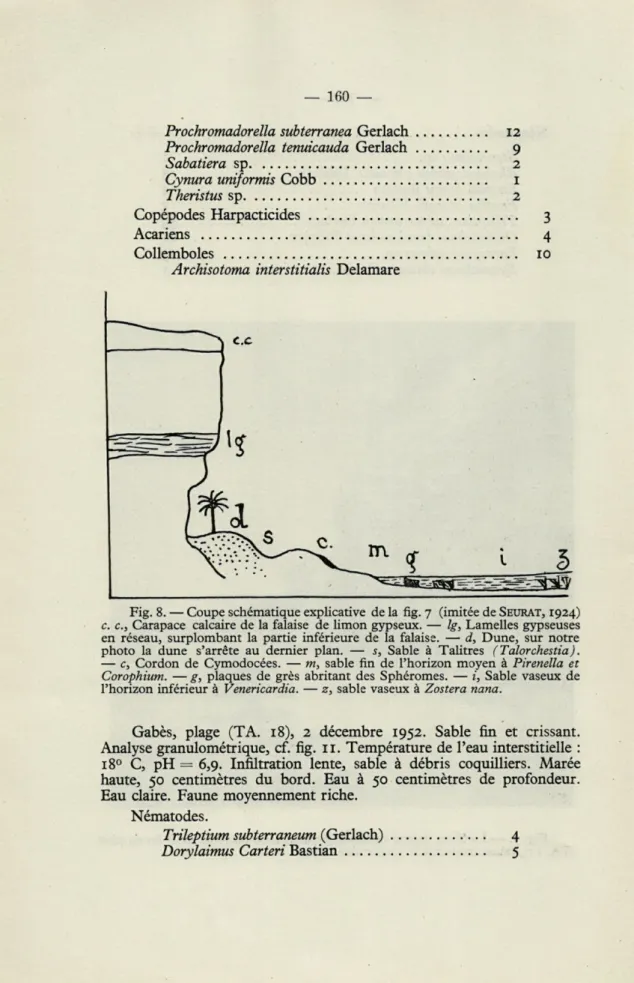 Fig.  8. — Coupe schématique explicative  de la  fig. 7  (imitée de   SEURAT,  1924) 