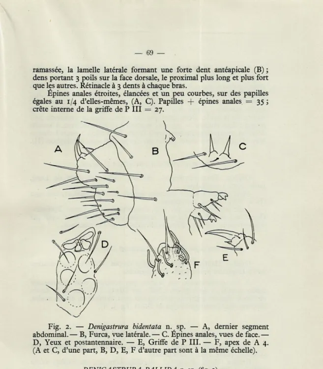 Fig.  2.  —  Denigastrura  bidentata  n.  sp.  —  A,  dernier  segment  abdominal.—  B,  Furca,  vue latérale.—  C