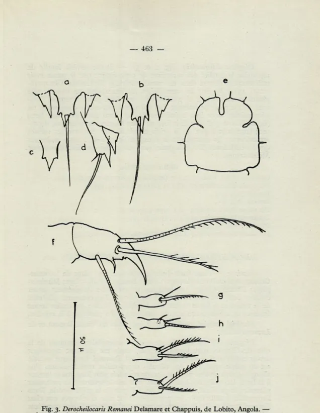 Fig.  3.  Derocheilocaris Remanei Delamare et Chappuis, de  Lobito, Angola.  —  a,  b,  c,  d,  valvule  supra-anale  en  vue  dorsale  et de  profil