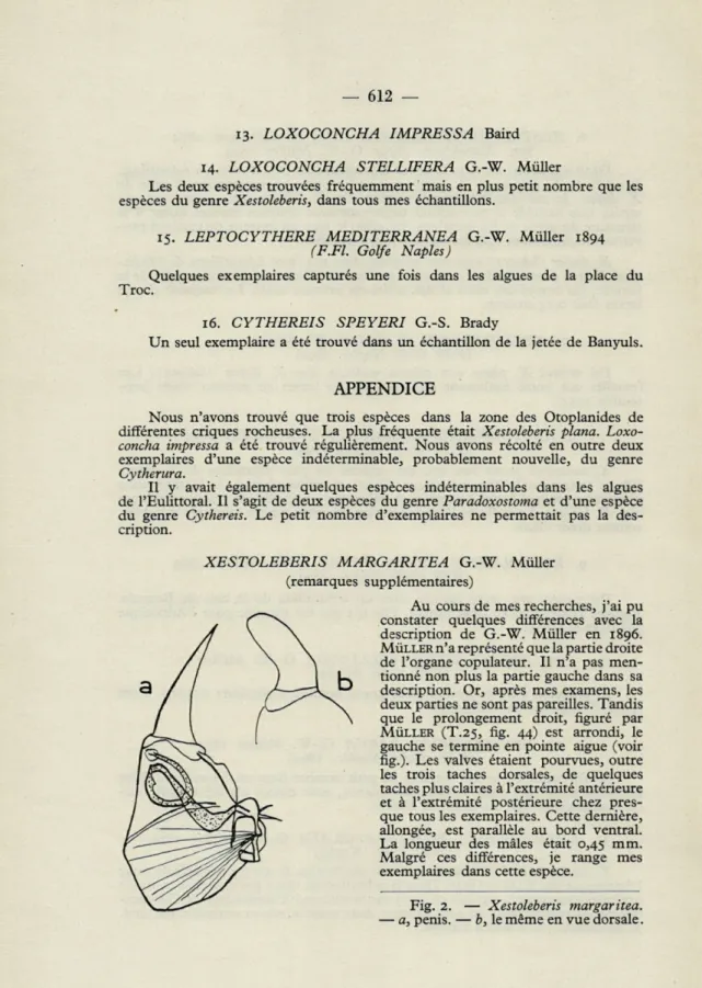 Fig.   2.   —   Xestoleberis  margaritea. 