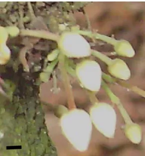 Figure 2 : Boutons floraux sur un pied de cacaoyer (1 barre = 0,20 mm. Photo ISSALI). 