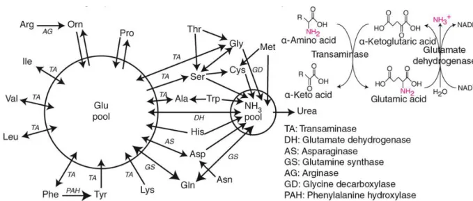 Figure 5.  Adapté  de  (80).  Flux  réversibles  et  irréversibles  possibles  d’azote  entre  les  acides aminés