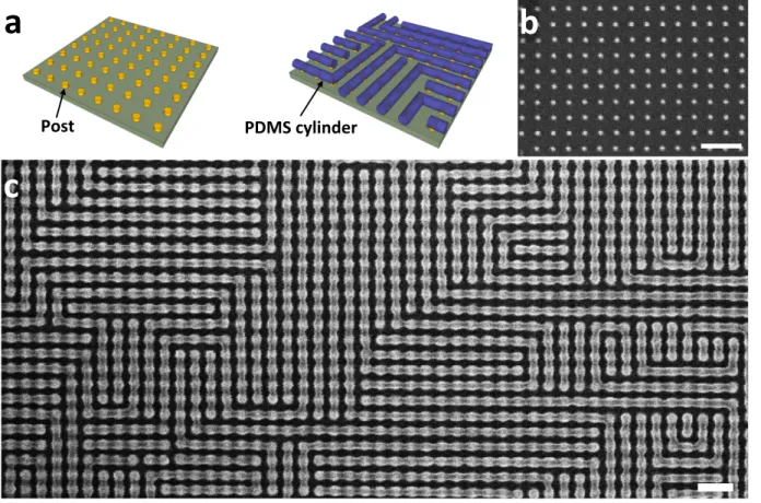 Figure  1:  PDMS  cylinders  templated  by  a  square  array  of  posts.  a,  Three-dimensional  schematic  diagram  showing  how  the  polydimethylsiloxane  (PDMS)  cylinders  were   self-assembled on the post array