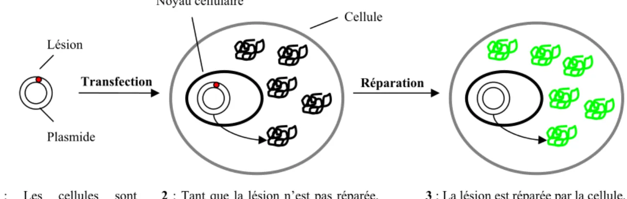 Figure 14 : Schéma simplifié du principe d’une expérience de réactivation plasmide lésé 
