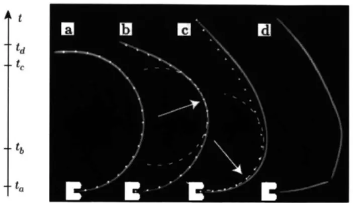 Figure  1:  A&amp;N  experimental  diagram.  Images  taken  at  different  times after  free spaghetti  end  is released  (A&amp;N  p