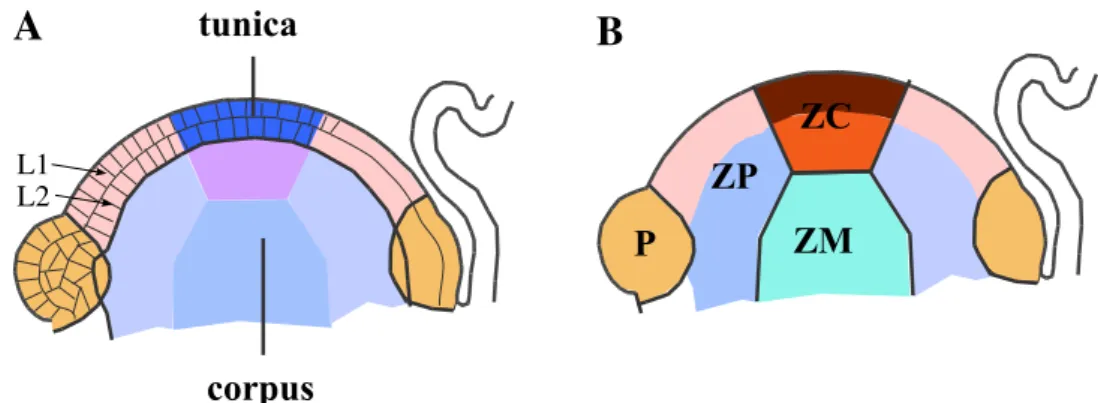 Fig. I.4: Mod` ele d’organisation du m´ erist` eme apical caulinaire des angio- angio-spermes