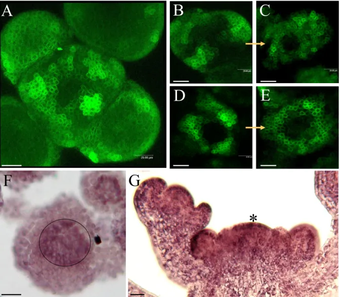 Fig. III.4: Localization of auxin in Arabidopsis shoot apical meristems.