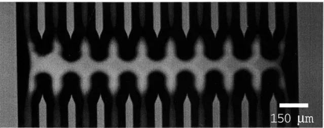 Figure  3-1:  Optical Micrograph  of Microfluidic  channels.  In this image,  flow is directed  downwards.