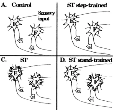 Fig.  1-2.  Schematic  illustrating  changes  of inhibitory  synapses  (gray  dots)  around  the  extensor (labeled  as  E)  or flexor  (F)  neuron groups  in cats  under various  motor training  conditions