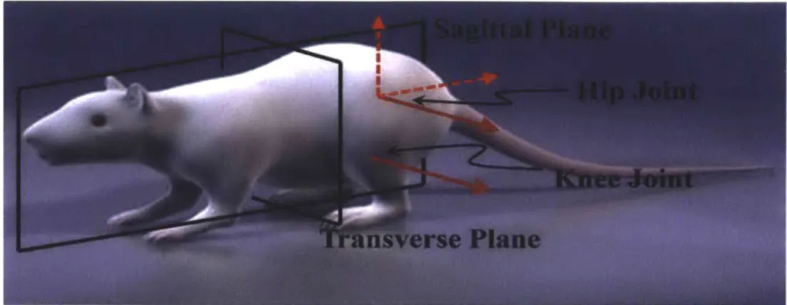 Fig.  4-2.  Body  planes  and  DOFs  of the  hip  and  knee  of the  rat  hindlimb.  The  arrows  represent the axes  of rotation  for each joint