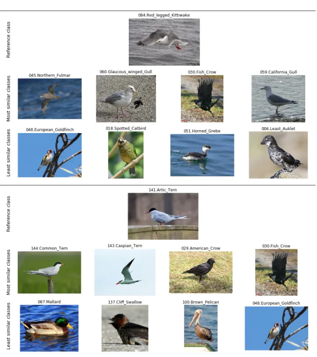 Figure 2.3 – Most similar and least similar classes to classes “red-legged kittiwake” (top) and “arctic tern” (bottom) from the CUB dataset, as measured by Equation (2.4)