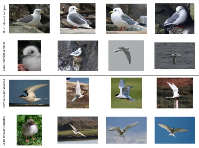 Figure 2.6 – Most and least representative samples from classes “red-legged kittiwake” (top) and “arctic tern” (bottom) from the CUB dataset, as measured by Equation (2.17)