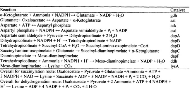 Table  2-6:  Reactions  of  the  lysine  biosynthetic  pathways.  Enzyme catalysts  are  glutamate  dehydrogenase  (gdh),  aspartate  aminotransferase (aat),  aspartokinase  (ask),  aspartate  semialdehyde  dehydrogenase  (asd), dihydropicolinate  synthase