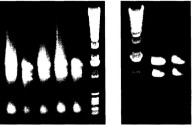 Figure 3-4: Electrophoretic assay of isolated RNA quality. Each of the two  gels  shown  contains  one  lane  of  a  -kb  DNA  ladder  standard  and multiple  lanes  of  RNA  samples  isolated  from  cell  cultures