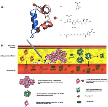 Figure  1.  1  Glucose  responsive  Insulin constructs and  mechanisms-of-action.  (a)  Representation  of insulin bioconjugates  demonstrating  various  designs  of boronic acid-based  motifs for glucose-responsive engineering  (X =  electron-withdrawing 