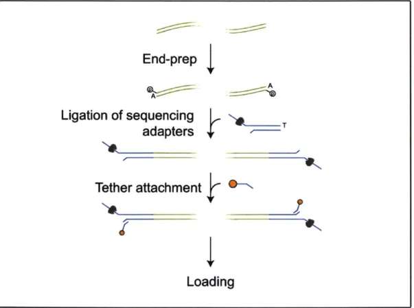 Figure  2-2:  Diagram  of  Library  Preparation  Protocol  for  Ligation,  adapted  from Oxford  Nanopore  Technologies