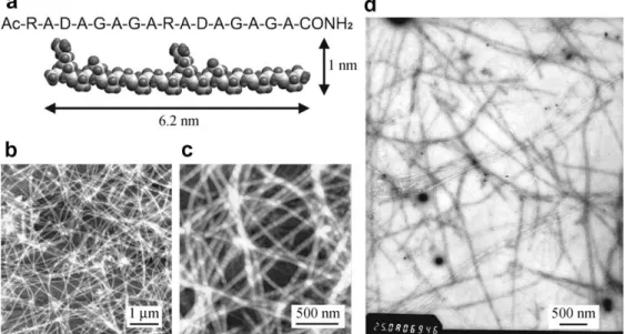Fig. 1. (a) Amino acid sequence of the self-assembly peptide and space-ﬁlling molecular model of a peptide approximately 6.2 nm long, 1 nm wide, and 0.5 nm thick