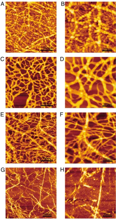 Fig. 4. The peptide was able to self-assemble into nanofibers, and the fiber morphologies diversified when the peptide  concentra-tions were changed