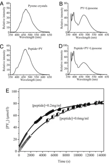 Fig. 5. TEM images of the peptide at 0.2 mg/mL. (A) Low magnification (25,000-fold), showing high-density fiber networks