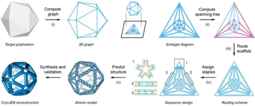 Fig. 1. Top-down sequence design procedure for scaffolded DNA origami nanoparticles of  arbitrary shape
