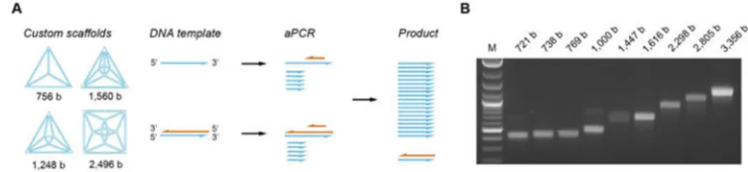 Fig. 3. aPCR strategy to synthesize custom single-stranded DNA scaffolds