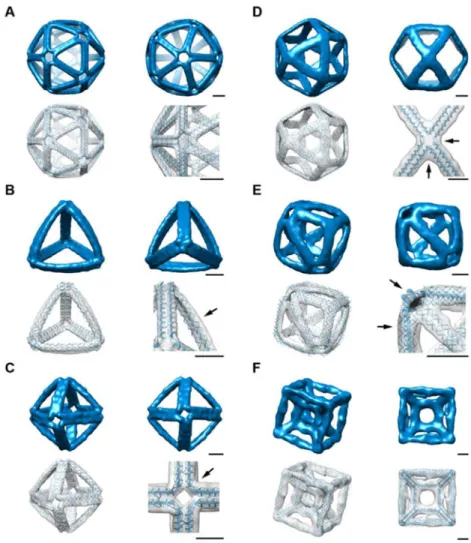 Fig. 5. 3D structural characterization of scaffolded DNA origami nanoparticles using cryo-EM  reconstruction and comparison with model predictions