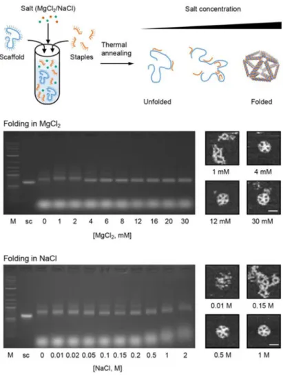 Fig. 6. Characterization of scaffolded DNA origami nanoparticle folding in variable added salt Characterization of folding of the 52-bp edge-length pentagonal bipyramid in increasing  magnesium chloride (MgCl 2 ) and sodium chloride (NaCl) concentration us