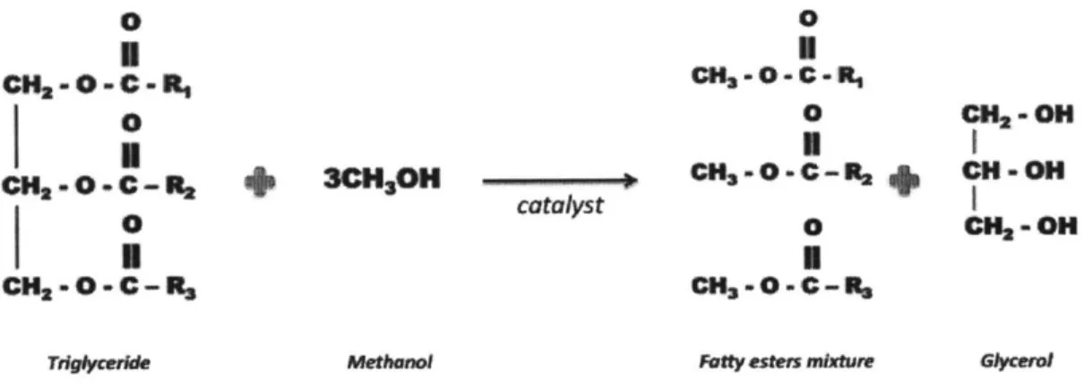 Figure 5:  Transesterification  chemical  Reaction