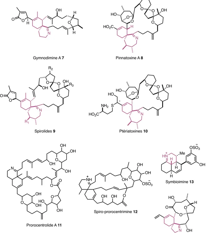 Figure 2 - Structures des différentes familles de spiroimines NOOHOHHOHNOOR1R3OOOOHOHR2NOOOOOHOHHOHO2C N OO OHO OH HHNMe OHOSO3HHHNOOOOOOHHO*SHONH2HO2CGymnodimine A 7Spirolides 9Portimine 14Symbioimine 13Ptériatoxines 10Pinnatoxine A 8NHOHOOHOHOSO3OH OHOSp