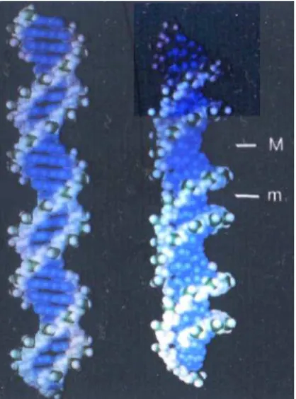 Figure 30. Vue du petit (m) et du grand (M) sillon dans la représentation de l’ADN forme B