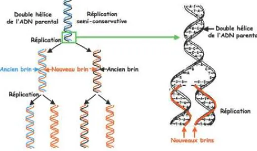 Figure 34. Réplication de l’ADN. 