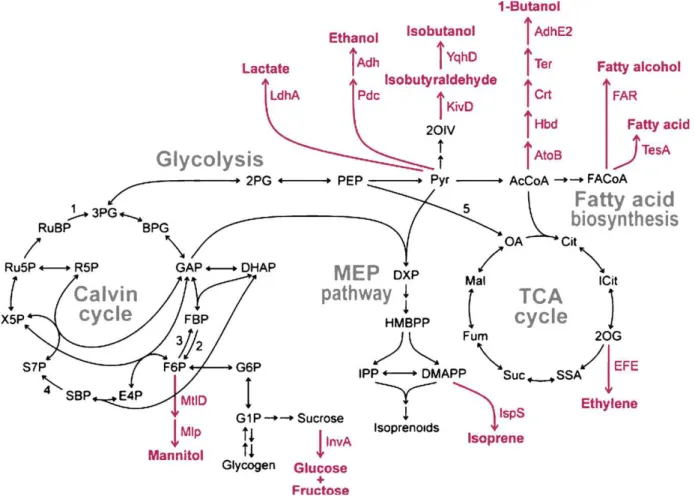 Figure 5 : Exemples de produits d’intérêt dérivés du métabolisme central des cyanobactéries  (Extrait de Rosgaard  et al ., 2012, Journal of Biotechnology [54]) 