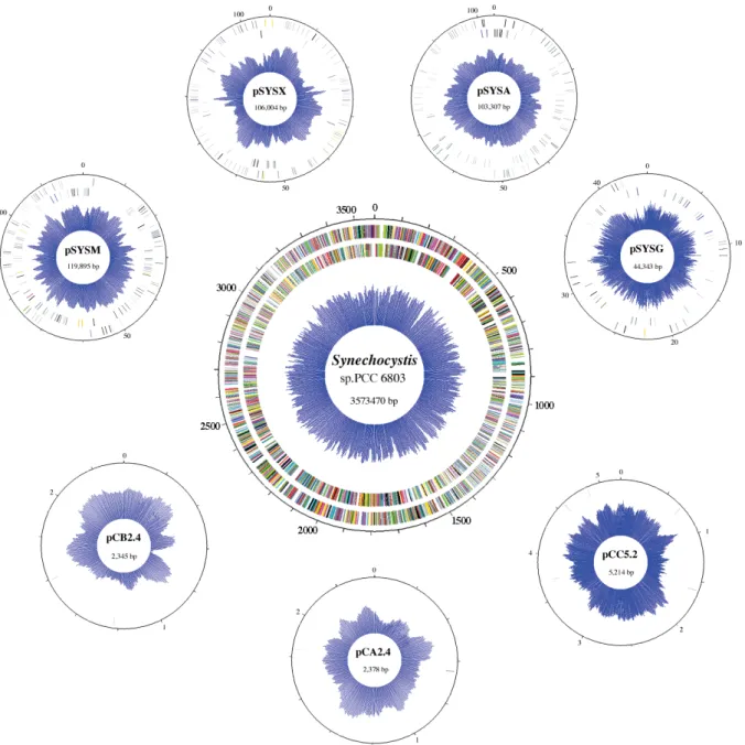 Figure 11 : Représentation du génome de Synechocystis sp. PCC 6803 composé d’un  chromosome circulaire central et de sept plasmides  