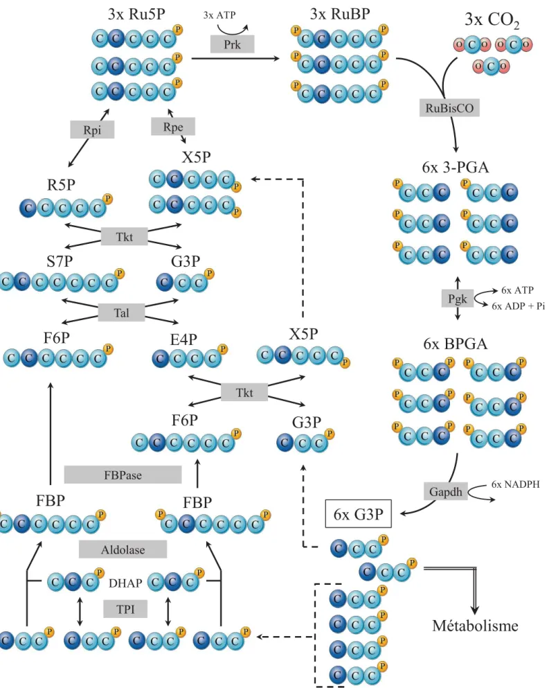 Figure 14 : Les sucres du cycle de Calvin et de la phase de régénération du Ru5P 