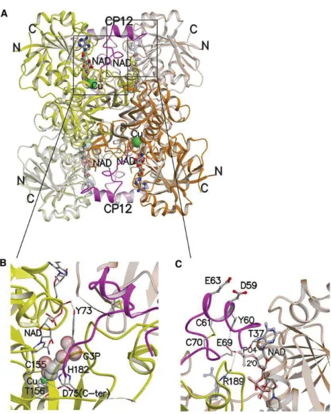 Figure 18 : Structure cristallographique du complexe CP12-GAPDH chez Synechococcus  PCC7942