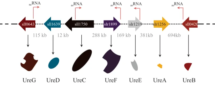 Figure 22 : L’organisation génomique des gènes codant pour les sous -unités et chaperones  de l’uréase chez Synechocystis