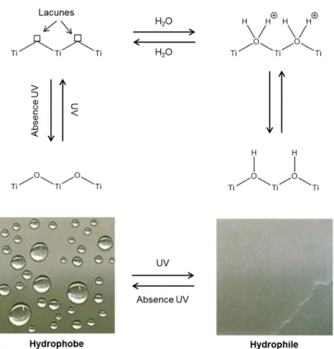 Figure  17  :  Représentation  schématique  des  propriétés  super-hydrophiles  du  dioxyde  de  titane sous irradiation UV